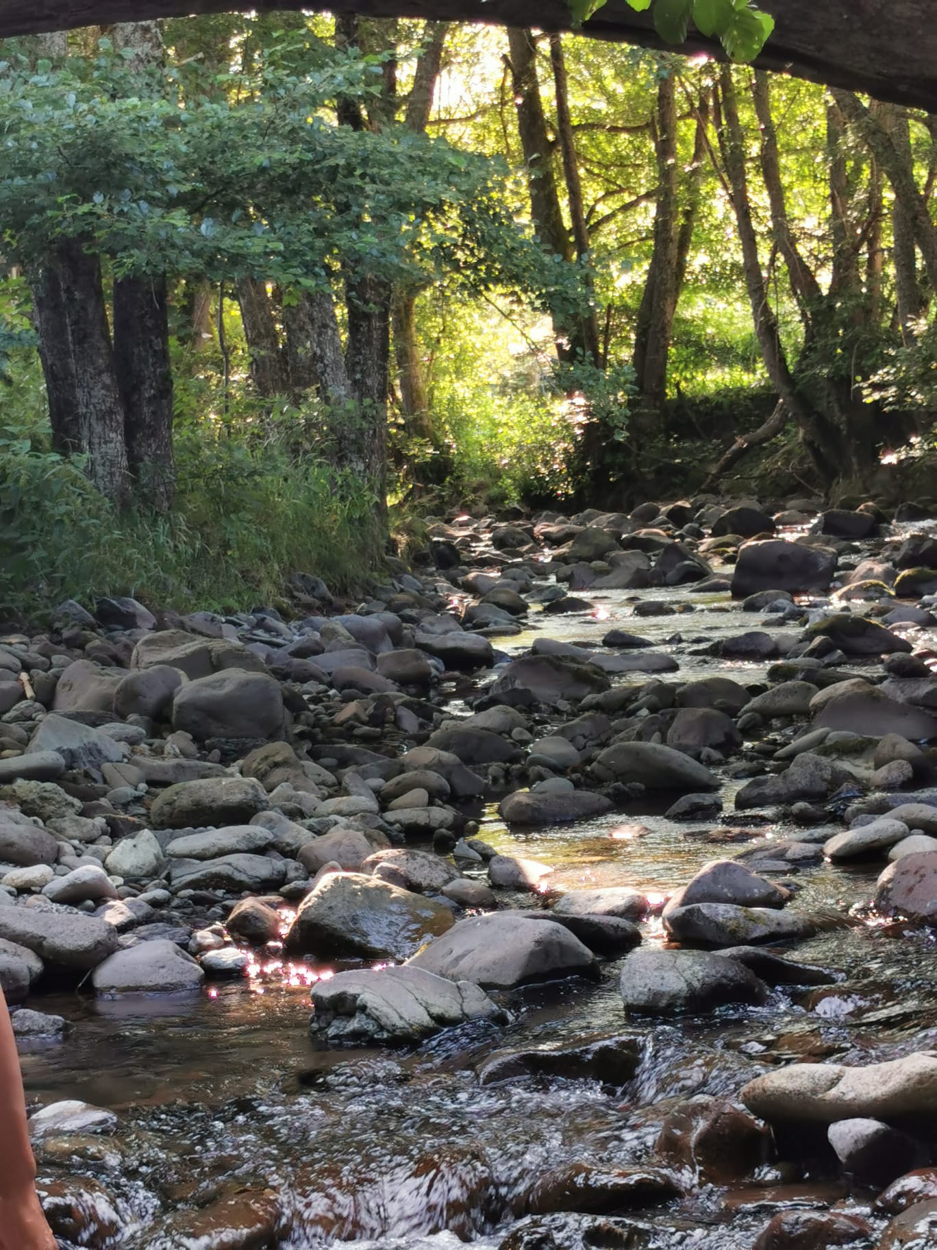 Forêt et ruisseau près de Laveissière